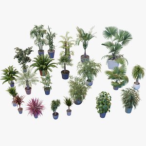 3D model Indoor Potted Palms 3d collection