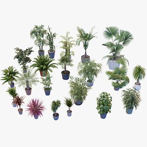 Indoor Potted Palms 3d collection