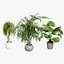 屋内鉢植えヤシの3Dコレクション