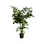 屋内鉢植えヤシの3Dコレクション