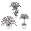 屋内鉢植えヤシの3Dコレクション