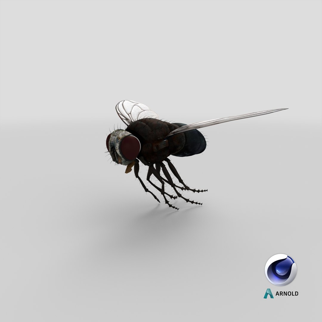 3d flying house model