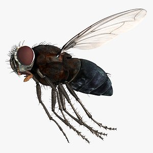 Flying House Fly 3D Model