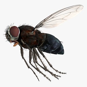 Flying House Fly 3D Model