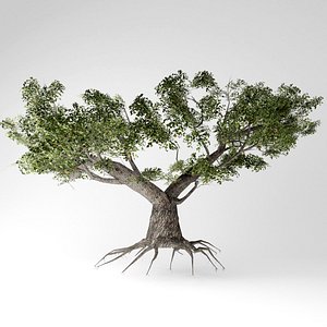 Japanese maple tree