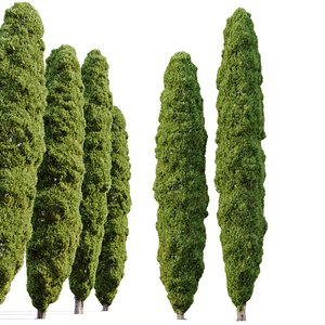 Italian cypress 05 3D model