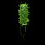 Bacteria (E.coli)