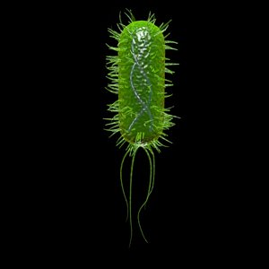 Bacteria (E.coli)