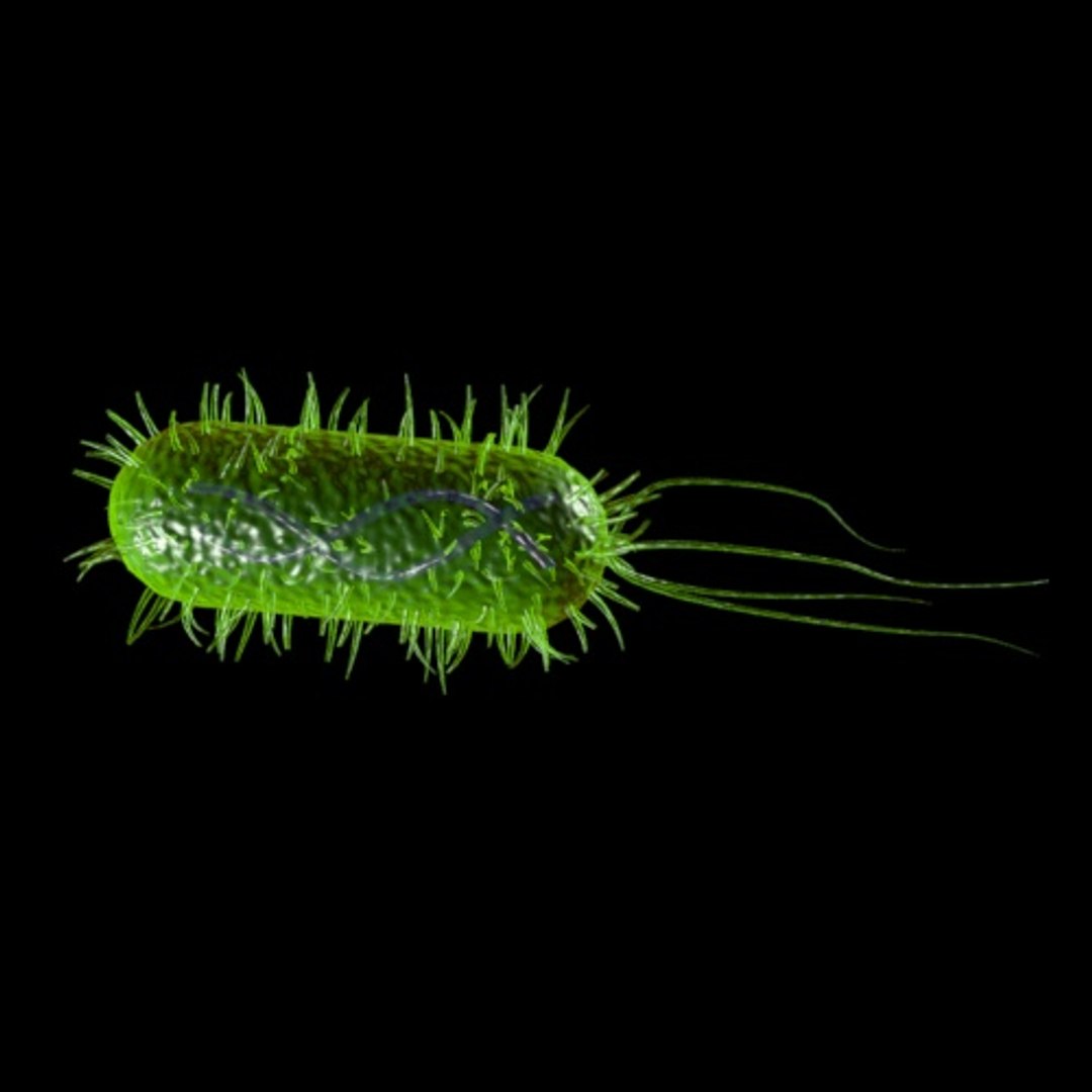3d bacteria medical model https://p.turbosquid.com/ts-thumb/P4/3TCcA5/X9GMqhFM/bacteria_5/jpg/1438089737/1920x1080/fit_q87/d293386f68635341448636dd19b63f29426bff10/bacteria_5.jpg