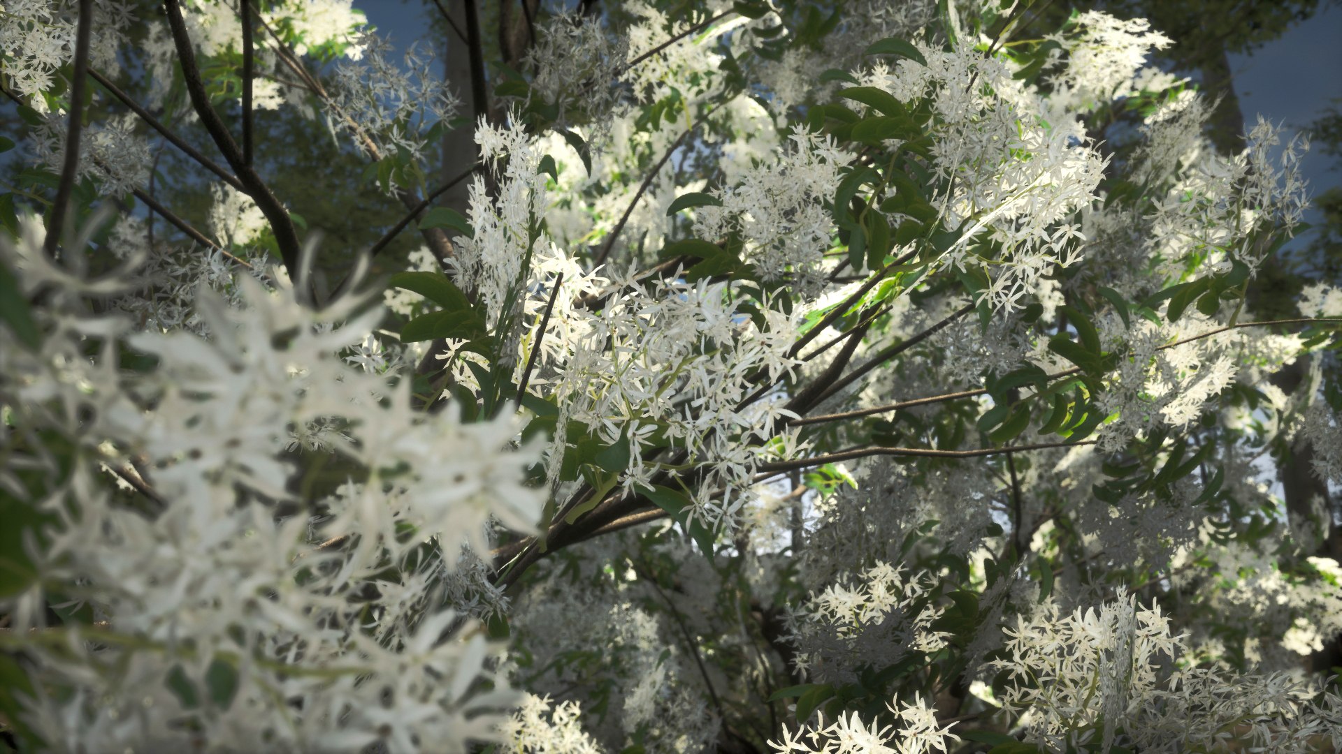 3D 5 realistic Korean Fringe Tree Model II LOD II Game ready model https://p.turbosquid.com/ts-thumb/P4/5axAt1/yb/preview02/jpeg/1734419534/1920x1080/fit_q87/fa18c282f037484ab23e94f49387a59875a47d4a/preview02.jpg