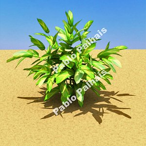 alpinia zerumbet 3d max