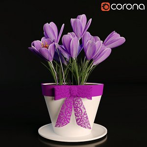 crocus 3D model