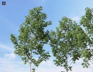 3d realistic birch tree betula model