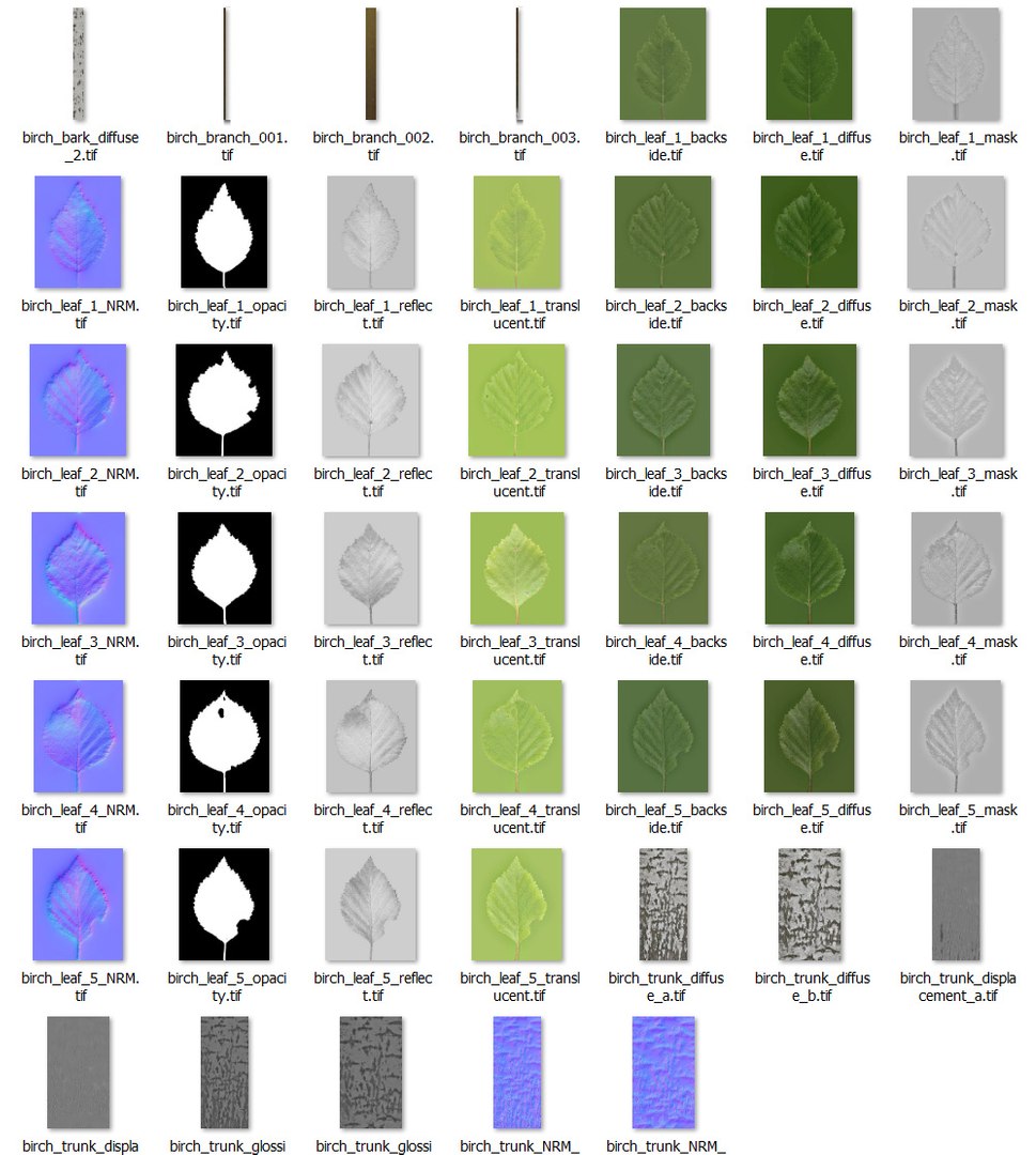 3d Realistic Birch Tree Betula Model