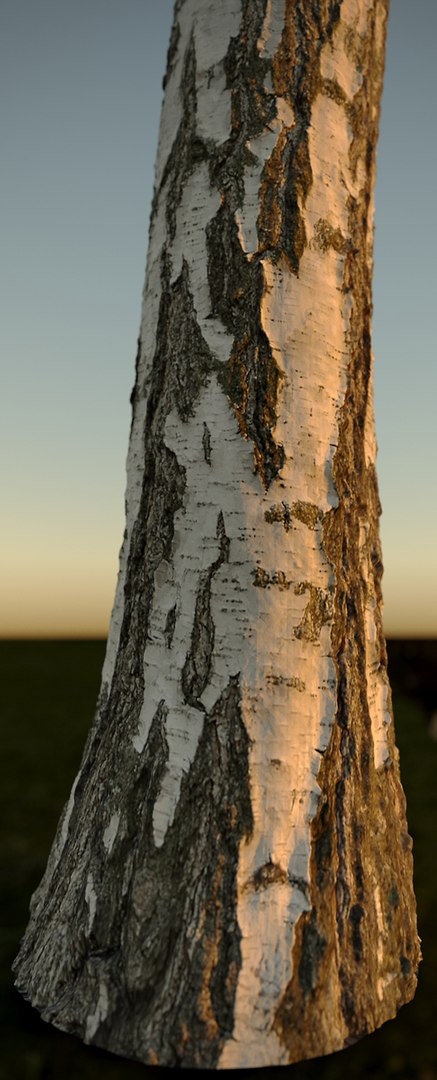 3d Realistic Birch Tree Betula Model