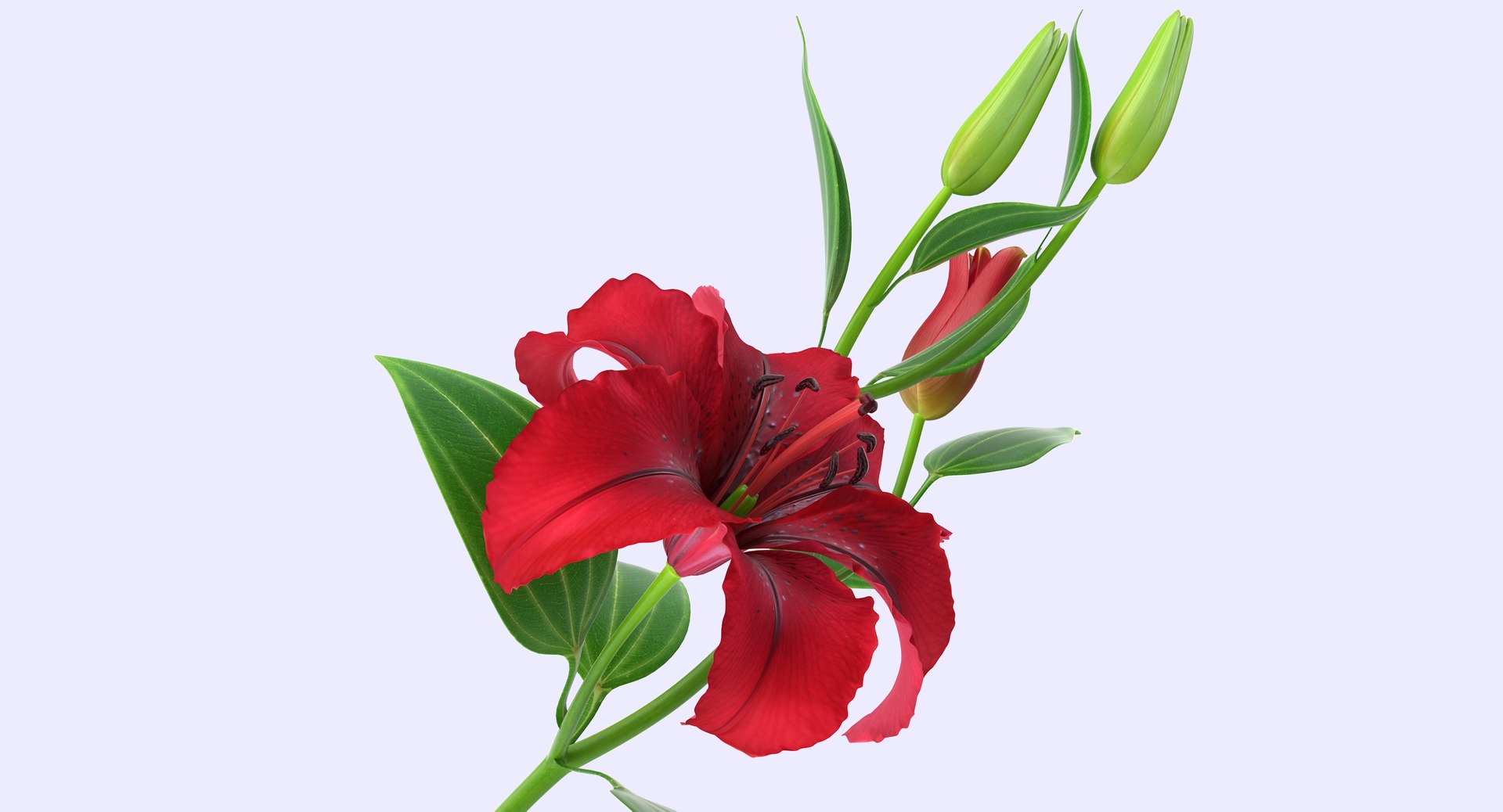 3d model lily petal leaf https://p.turbosquid.com/ts-thumb/P4/YBnhBW/5KWtf83h/lily4_7/jpg/1488297602/1920x1080/fit_q87/df3f6f8816abb9fdf2232a63d4fb1ffbb3143c4b/lily4_7.jpg