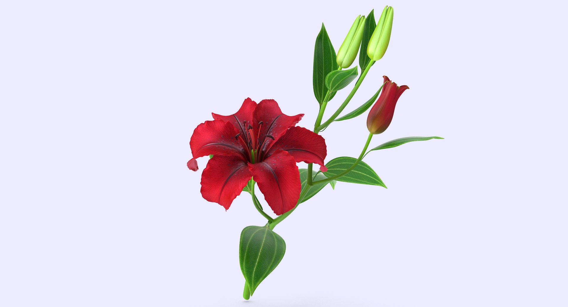 3d model lily petal leaf https://p.turbosquid.com/ts-thumb/P4/YBnhBW/Jxgpq3Be/lily4_6/jpg/1488297602/1920x1080/fit_q87/309826fbc9eda3eb4f68f4fcf2ac6cbbb2557c10/lily4_6.jpg