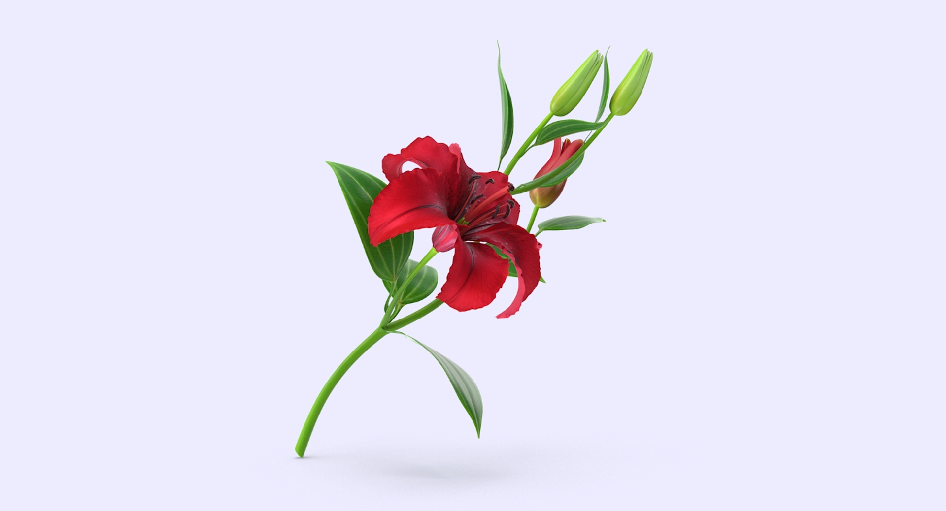 3d model lily petal leaf https://p.turbosquid.com/ts-thumb/P4/YBnhBW/KSJvEu8L/lily4/jpg/1488297435/1920x1080/turn_fit_q99/18a3975b8ec759d909e2361e7a1d46009b2ae847/lily4-1.jpg