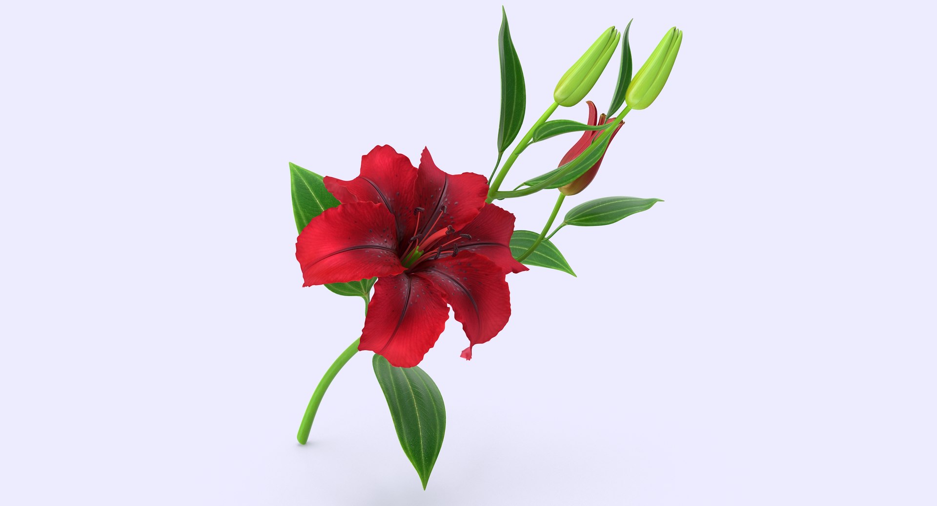 3d model lily petal leaf https://p.turbosquid.com/ts-thumb/P4/YBnhBW/M8lRkA5l/lily4_3/jpg/1488297602/1920x1080/fit_q87/da77358ab097cfe6f3a2907755a5b3f488fcc7e7/lily4_3.jpg