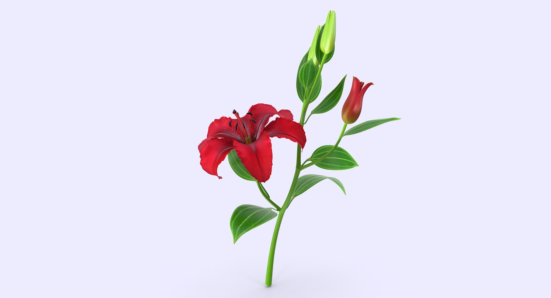 3d model lily petal leaf https://p.turbosquid.com/ts-thumb/P4/YBnhBW/MzP5bsx0/lily4_5/jpg/1488297602/1920x1080/fit_q87/ca898e2919ff9c27a4a0536a5f54392b57f0c8db/lily4_5.jpg