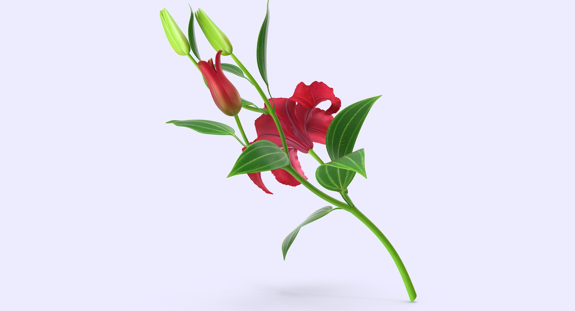 3d model lily petal leaf https://p.turbosquid.com/ts-thumb/P4/YBnhBW/NlQ7acEl/lily4_2/jpg/1488297602/1920x1080/fit_q87/9e0337bc44562f6b53a11c44e0e74a3d71af7186/lily4_2.jpg
