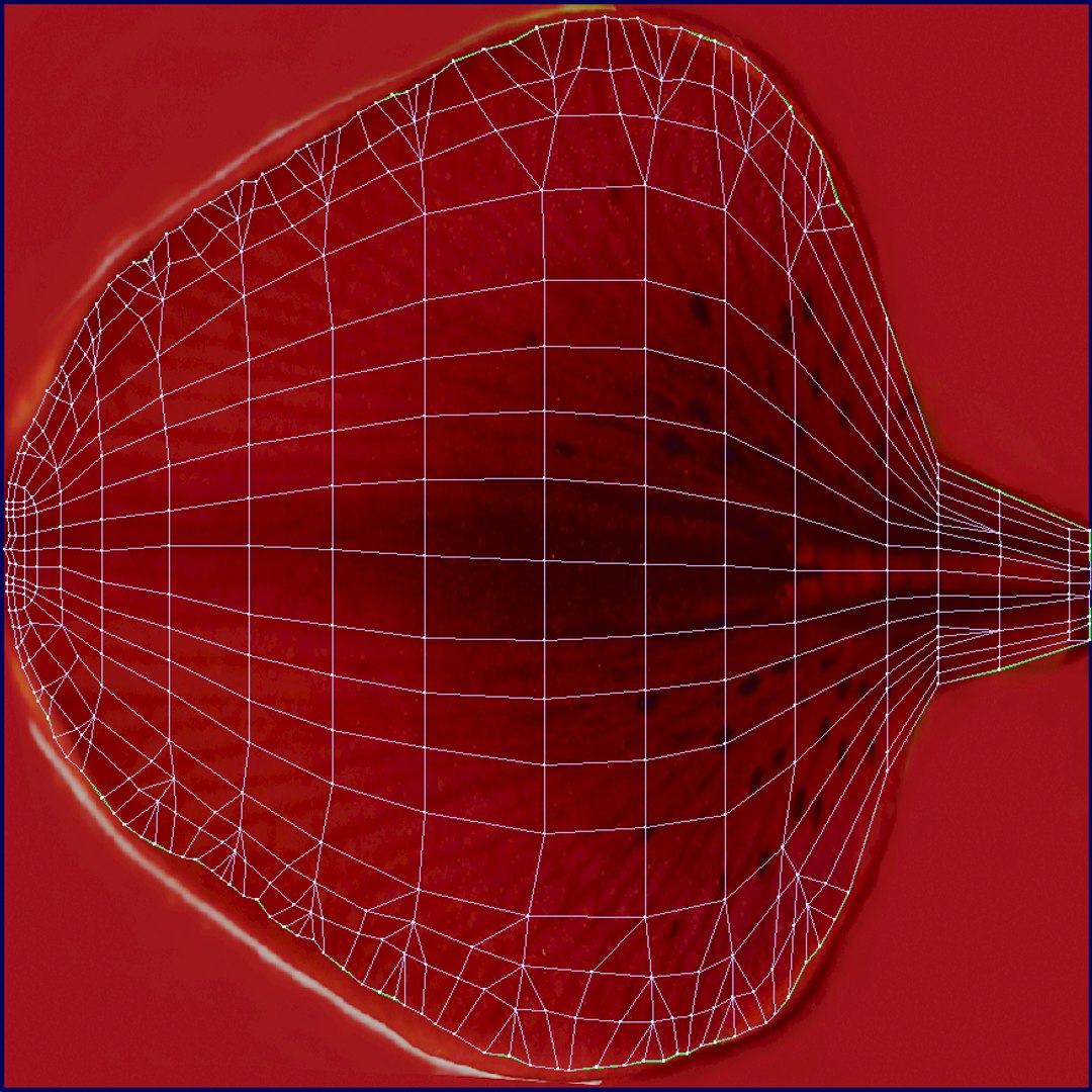 3d model lily petal leaf https://p.turbosquid.com/ts-thumb/P4/YBnhBW/iSu8V6IY/lily4_uv/jpg/1488297602/1920x1080/fit_q87/677b2e9bd6594d4469e19f247cfabf31b5333e36/lily4_uv.jpg