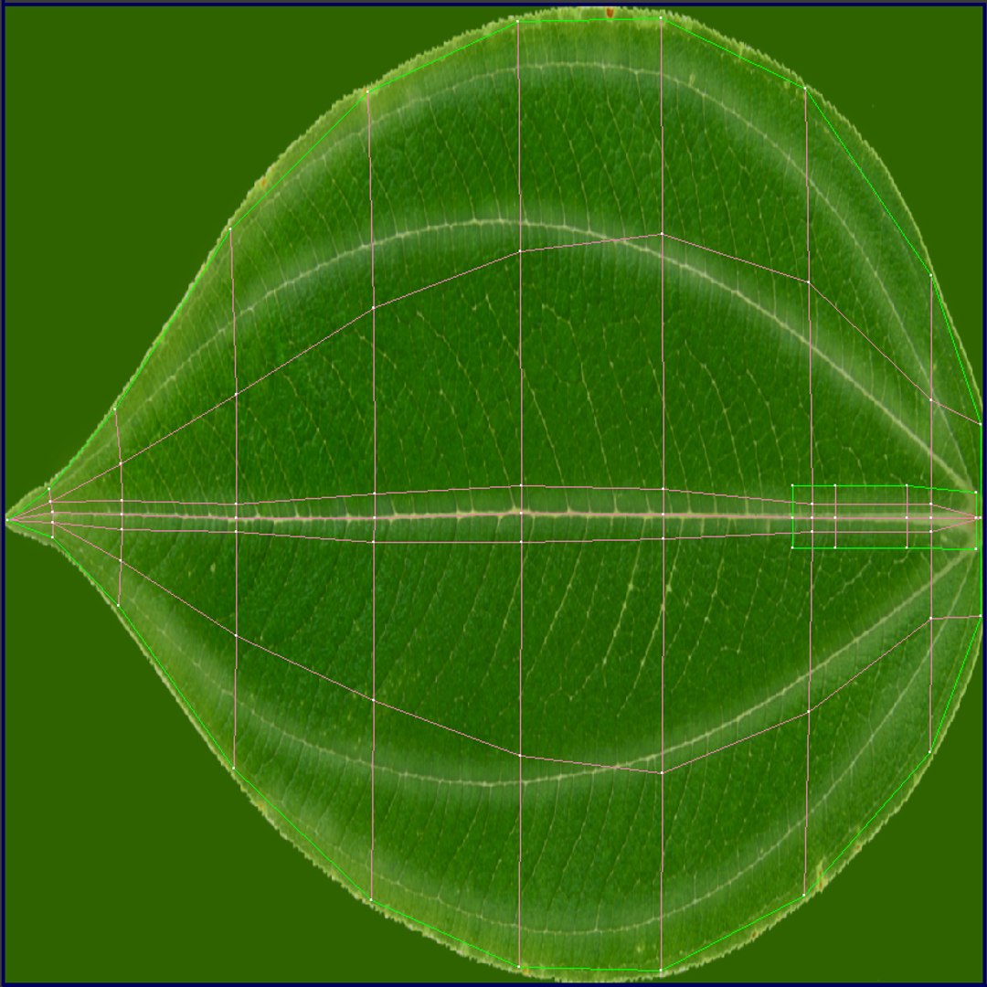 3d model lily petal leaf https://p.turbosquid.com/ts-thumb/P4/YBnhBW/pi7LDtr6/lily2_uv2/jpg/1488297886/1920x1080/fit_q87/7113ad56591469006783665467aaa4c139dc487e/lily2_uv2.jpg