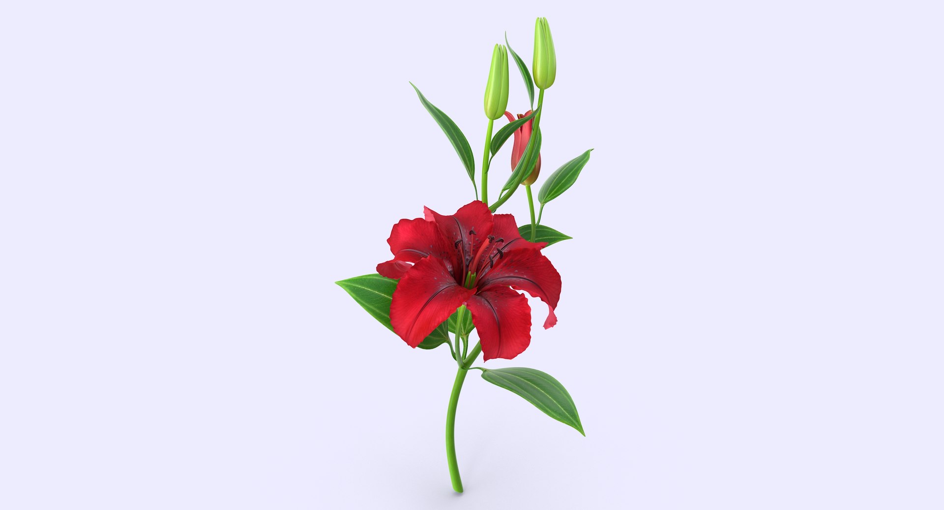 3d model lily petal leaf https://p.turbosquid.com/ts-thumb/P4/YBnhBW/qvpwJtfp/lily4_4/jpg/1488297602/1920x1080/fit_q87/fe74ab37735fb27d4775daaf88c113037c597a2a/lily4_4.jpg