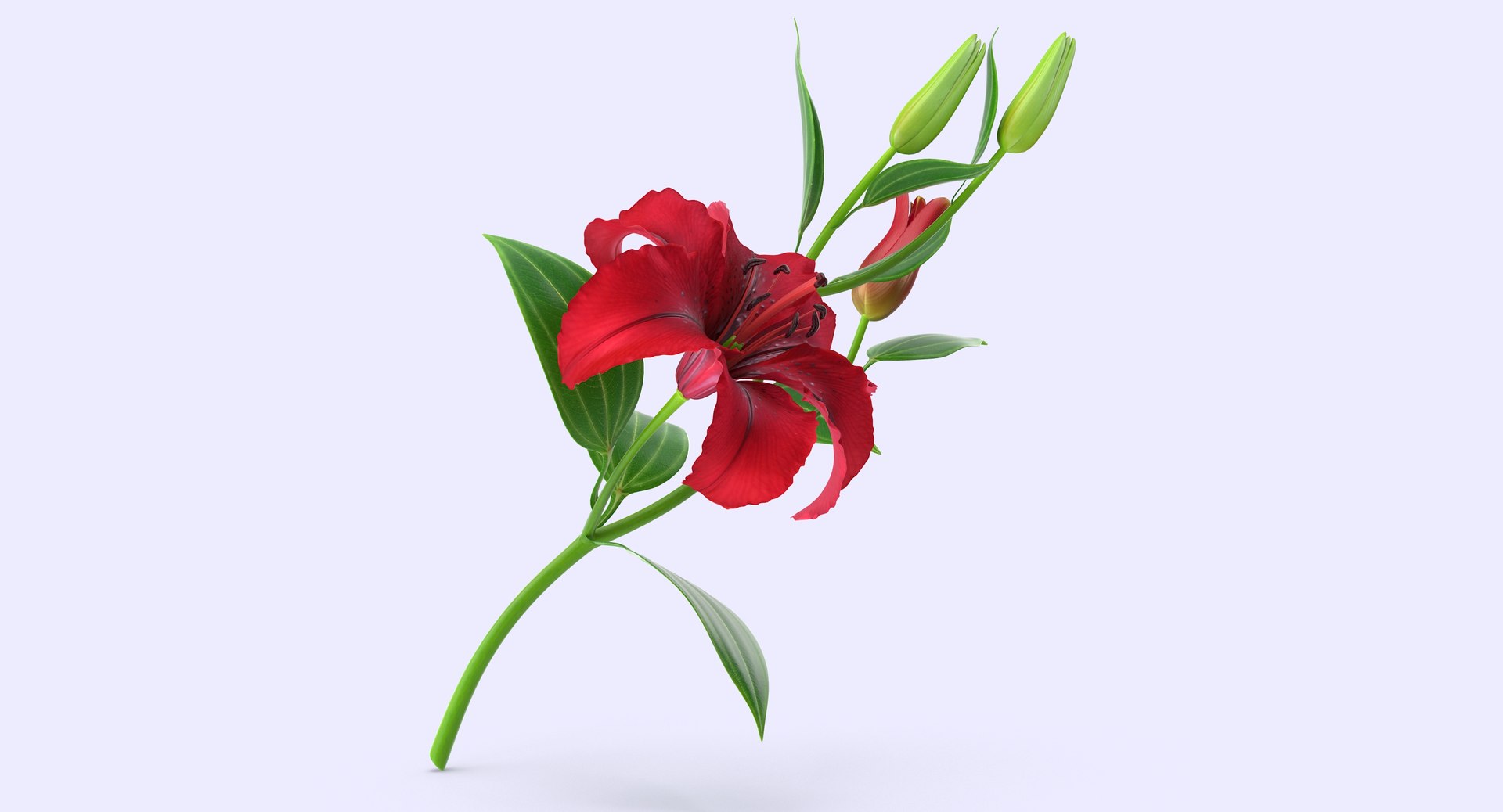 3d model lily petal leaf https://p.turbosquid.com/ts-thumb/P4/YBnhBW/t4hs0jf7/lily4_1_1/jpg/1488297602/1920x1080/fit_q87/a82d4886b9080bd877d9cd05d1910db982945ef6/lily4_1_1.jpg
