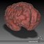 3ds max human brain external