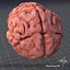 3ds max human brain external