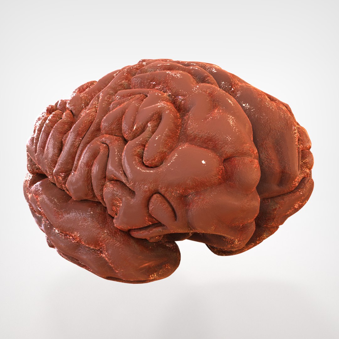 3ds max human brain external https://p.turbosquid.com/ts-thumb/P4/gWm8Bt/Wi32imnL/brain_external_2/jpg/1317194659/1920x1080/fit_q87/408d6b6632b777cb20be920762f0c4982175a297/brain_external_2.jpg