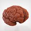 3ds max human brain external