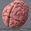 3ds max human brain external
