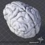 3ds max human brain external
