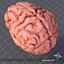 3ds max human brain external