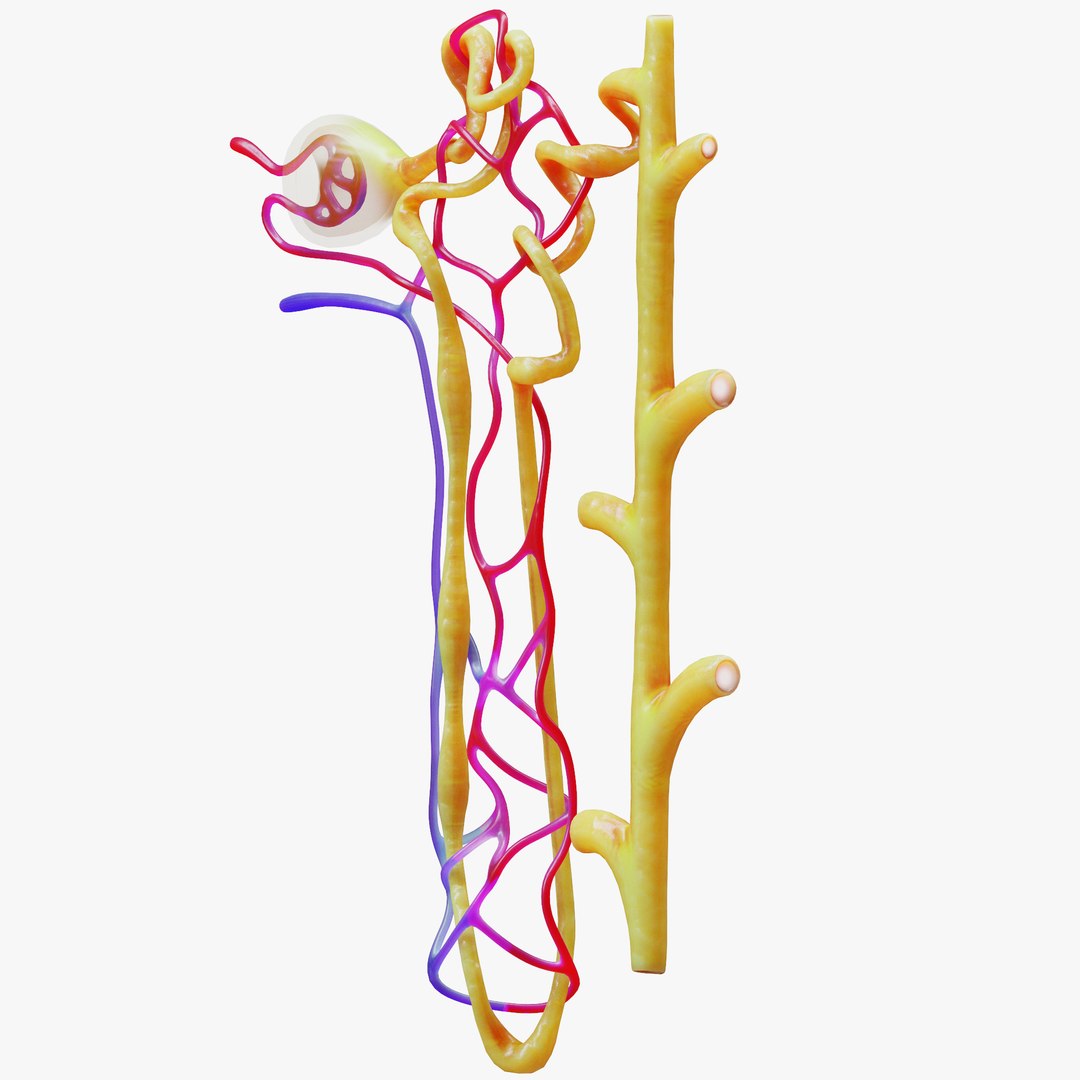 3D Kidney Nephron Model - TurboSquid 1828101