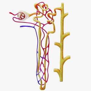 3D Kidney Nephron model