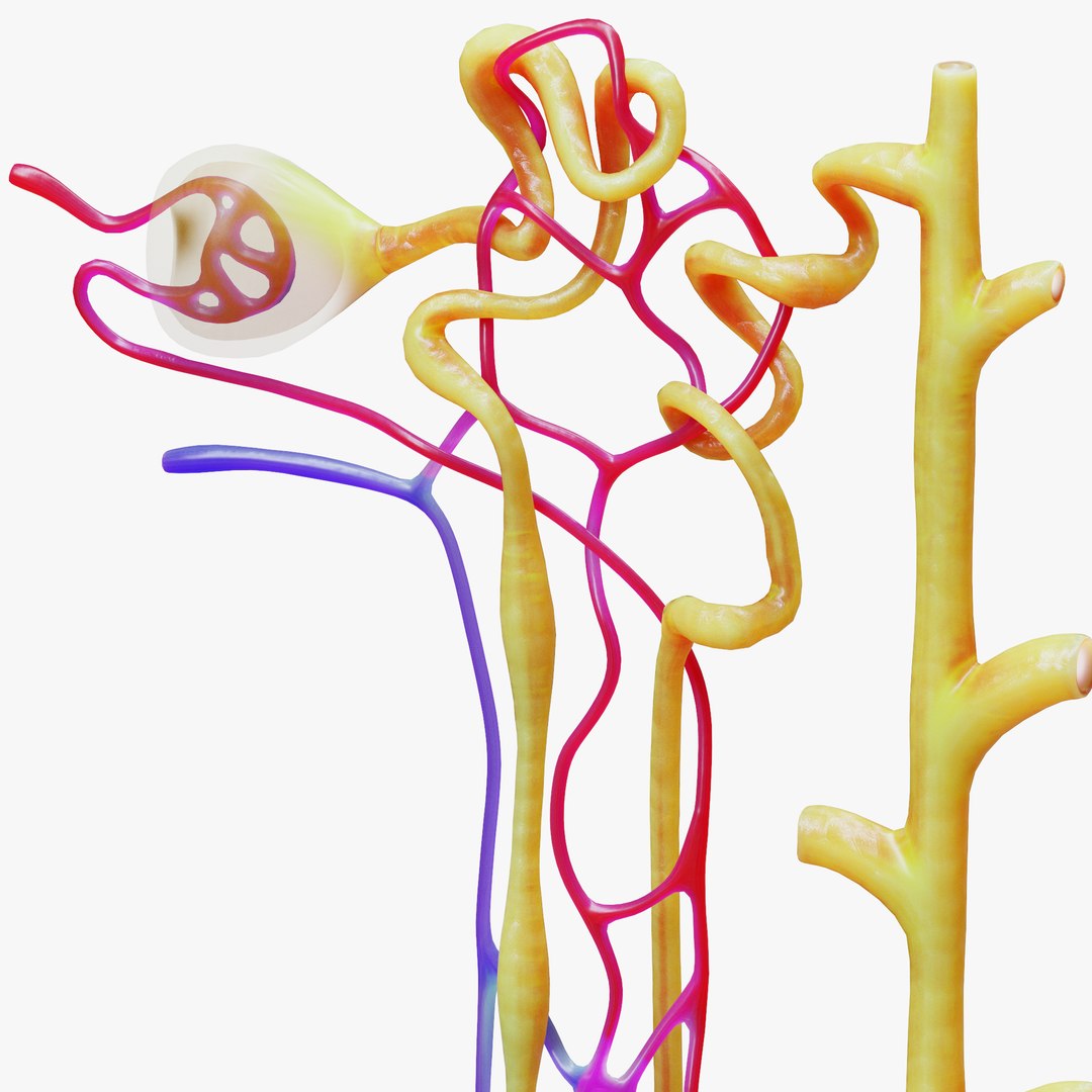 3D Kidney Nephron Model - TurboSquid 1828101