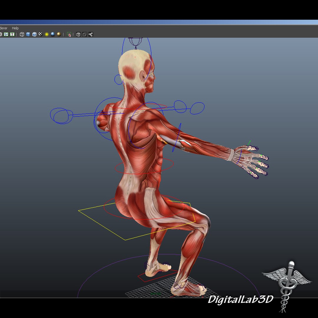 rigged - human female 3d ma https://p.turbosquid.com/ts-thumb/P4/oPtME6/C9tEWn1F/femaleanatrigged_6/jpg/1280812552/1920x1080/fit_q87/7618e124bd4803abf7dfbb18f913ddde56173c3a/femaleanatrigged_6.jpg