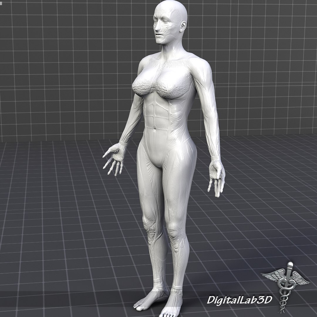 rigged - human female 3d ma https://p.turbosquid.com/ts-thumb/P4/oPtME6/HUzKqt94/femaleanatrigged_grayscale/jpg/1280812552/1920x1080/fit_q87/4a3e12f17b0a3915526b4cc18eb189d0a10bb7e8/femaleanatrigged_grayscale.jpg