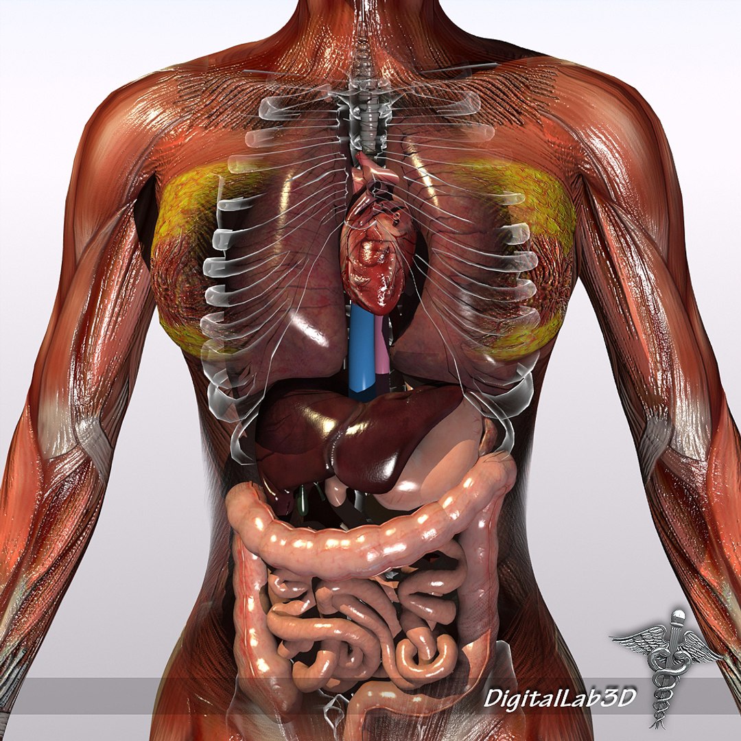 rigged - human female 3d ma https://p.turbosquid.com/ts-thumb/P4/oPtME6/ZnFICwMJ/femaleanatrigged_3/jpg/1277947167/1920x1080/fit_q87/b874ecc66f0acf937920f8ca79e38ca9a0a10cb3/femaleanatrigged_3.jpg