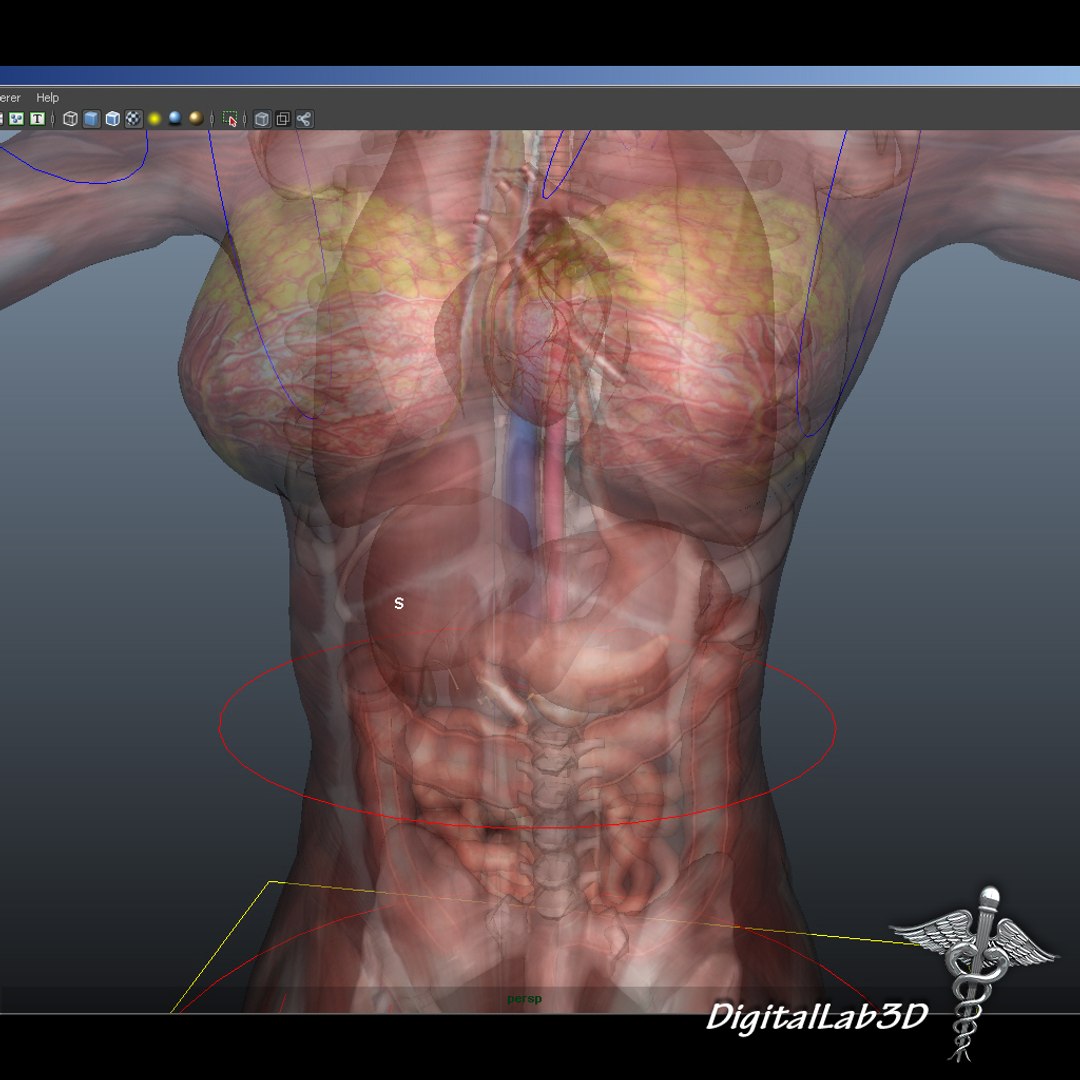 rigged - human female 3d ma https://p.turbosquid.com/ts-thumb/P4/oPtME6/m3fSHdHr/femaleanatrigged_5/jpg/1280812552/1920x1080/fit_q87/34893baeb23efcd88c365d342399ea1a6edc5abb/femaleanatrigged_5.jpg