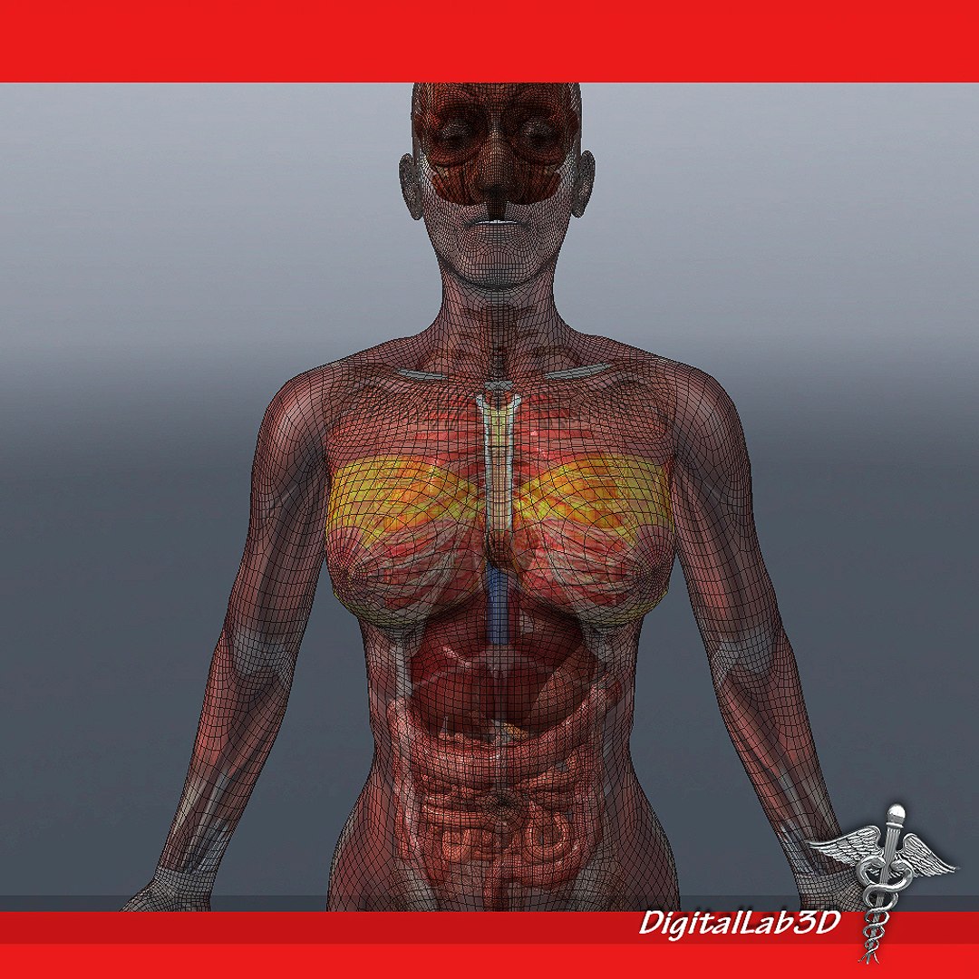 rigged - human female 3d ma https://p.turbosquid.com/ts-thumb/P4/oPtME6/piiJxbGF/femaleanatrigged_wireframe/jpg/1277947167/1920x1080/fit_q87/6ed8ddc2baaaafeb4667ae432407f7be4be942f8/femaleanatrigged_wireframe.jpg