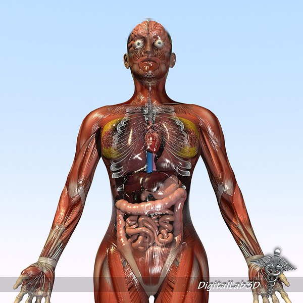 Anatomia Feminina de Corpo Inteiro Modelo 3D - TurboSquid 957155