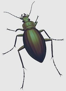 GGBEETLE