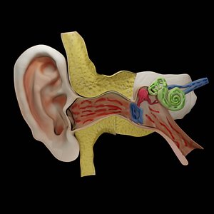3D Ear Anatomy