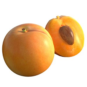3D Apricot fruit model