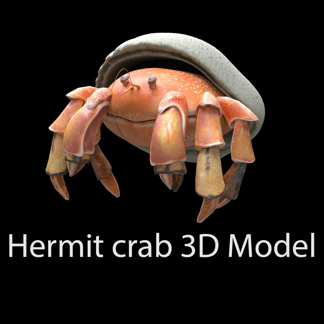 3D Hermit Crab - TurboSquid 2065196