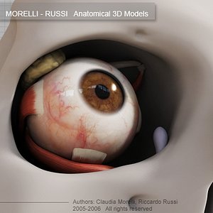 eye section 3d model